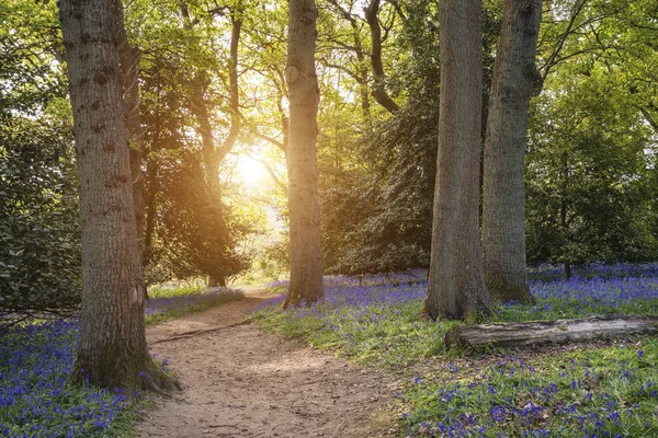 Splendida immagine di paesaggio vibrante di boschi di campanule in inglese cou — Foto Stock