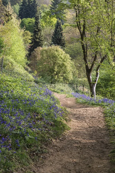 Stunning vibrant landscape image of blubell woods in English cou — Stock Photo, Image