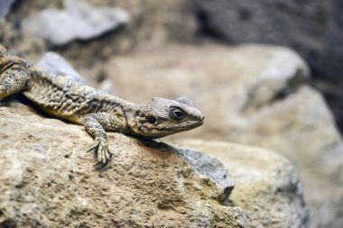 Güzel boyalı ejderha sürüngen Stellagama Stellio Brachydactyl