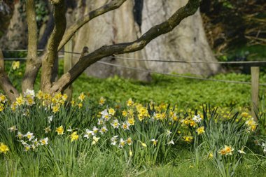 Güzel canlı bahar Nergis nergis çiçekleri canlı g