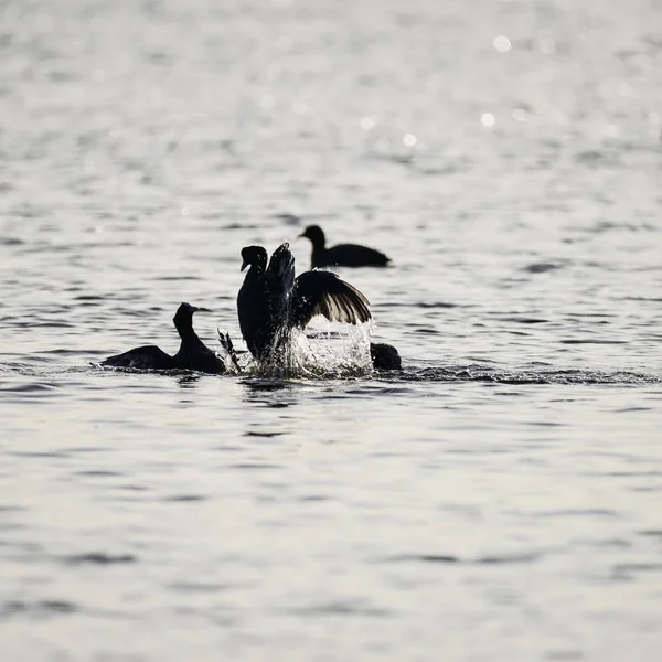 Meerkoeten gevechten op water in dageraad licht in het voorjaar — Stockfoto