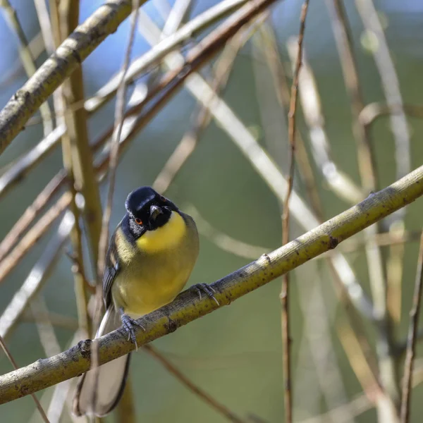 Szép élénk kék és sárga férfi Weaver madár a szövőmadárfélék (Ploceidae) — Stock Fotó