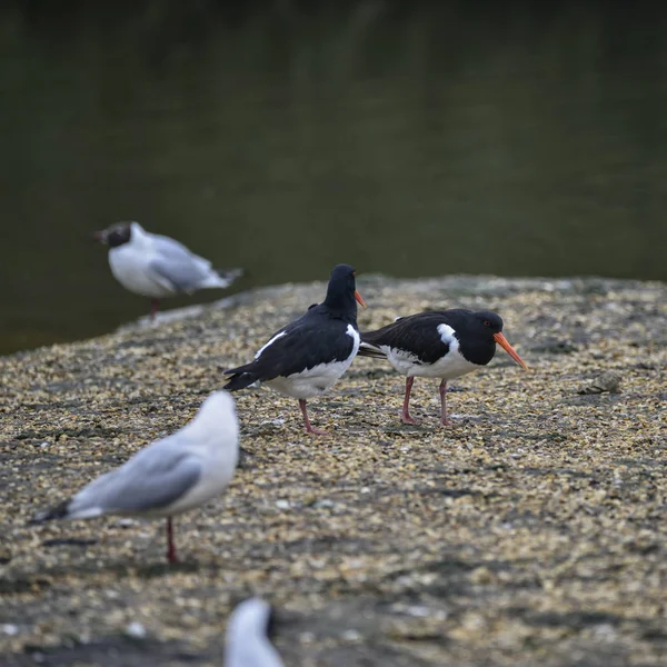 Paar van Scholeksters Haematopus Ostralegus op gravel eiland su — Stockfoto