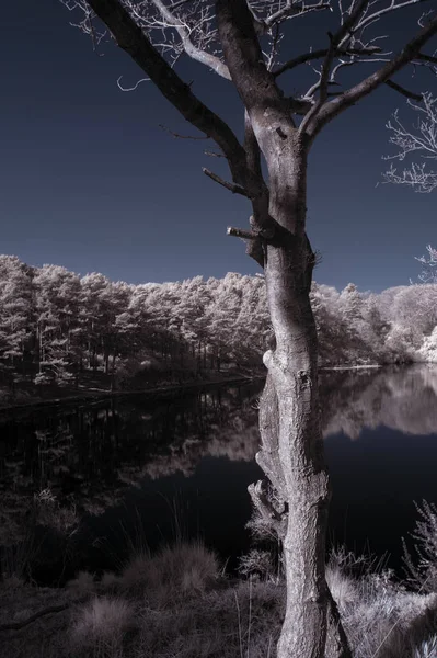 Beautiful false color surreal infrared landscape image of lake a — Stock Photo, Image