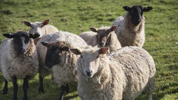 Schafherde in der Frühlingssonne auf dem englischen Bauernhof — Stockfoto