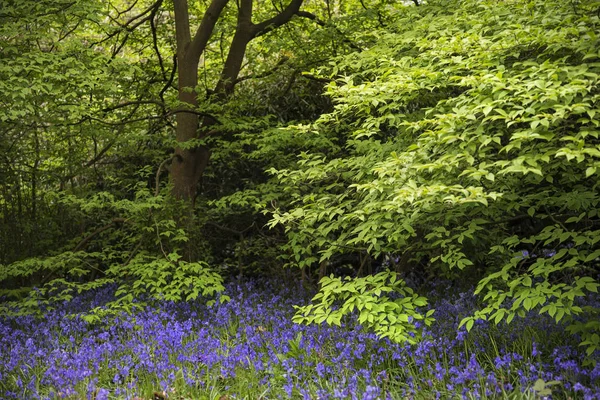 Ohromující obraz živé krajiny blubell lesů v anglické cou — Stock fotografie