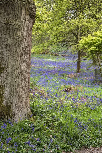 Ohromující obraz živé krajiny blubell lesů v anglické cou — Stock fotografie