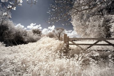 Gerçeküstü canlı alternatif renk kızılötesi İngilizce kırsal 
