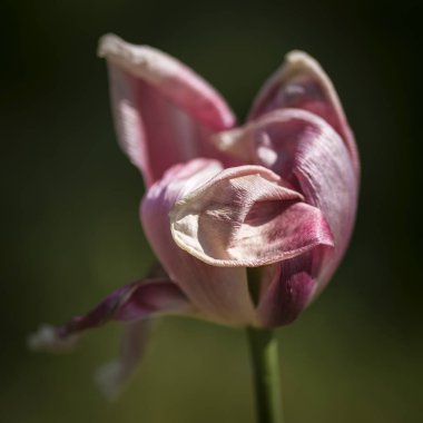 Güzel sığ derinlik çürüyen alan makro görüntünün Solana 