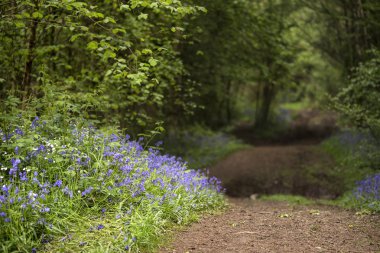 Shallow depth of field landscape of vibrant bluebell woods in Sp clipart