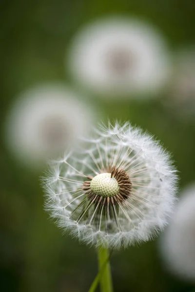 Hermosa imagen de cerca de la cabeza de semilla de diente de león en exuberante ba verde —  Fotos de Stock