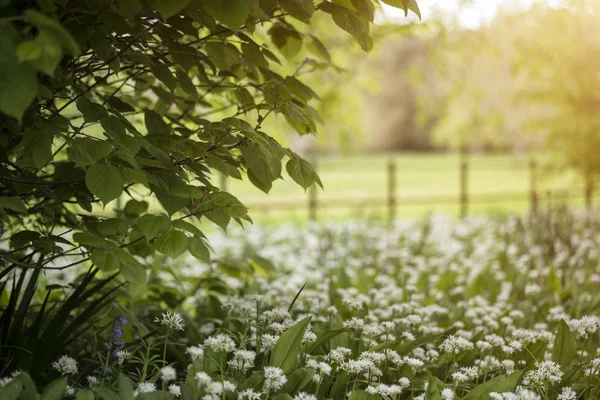 Потрясающее концептуальное свежее весеннее пейзажное изображение Блубелла и — стоковое фото