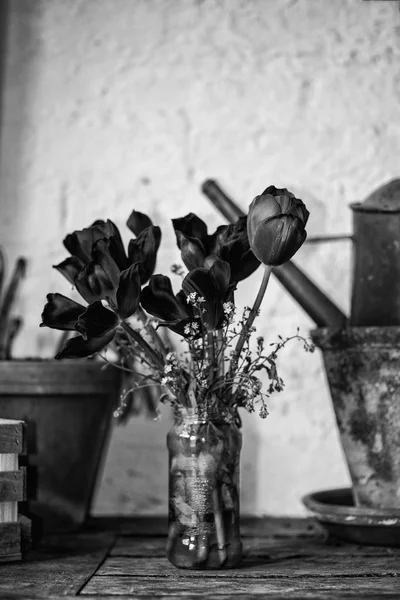 Prachtige oude vintage Engels platteland potting tuinhuisje in — Stockfoto