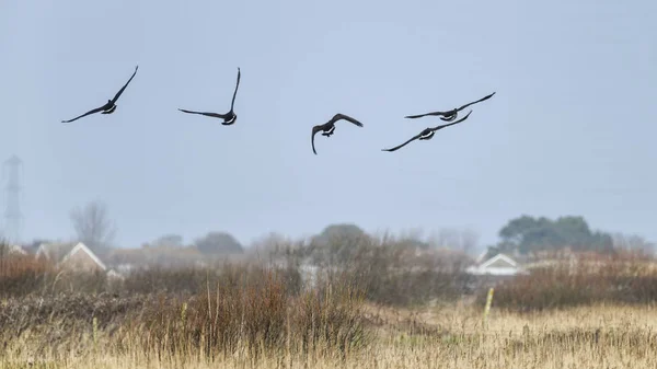 Formation of Canada goose flying in clear Winter sky — Stock Photo, Image