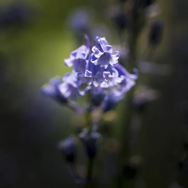 Приголомшливе макрозображення весняної квітки блакитного кольору Hyacinthoides Non — стокове фото