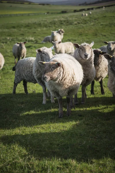 Flock of sheep in Spring sunshine in English farm countryside la — Stock Photo, Image