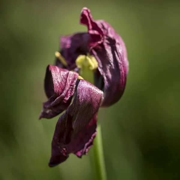 Beautiful shallow depth of field macro image of decaying wilted — Stock Photo, Image