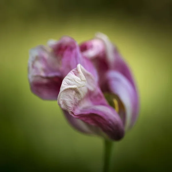 Hermosa profundidad superficial de campo macro imagen de la decadencia marchita — Foto de Stock