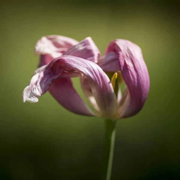 Bela profundidade rasa de imagem macro campo de decadência murcha — Fotografia de Stock