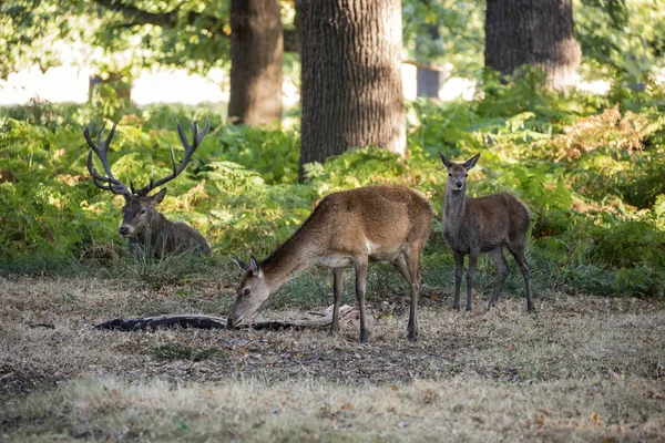 Hermosa manada de grupo familiar de ciervo rojo ciervo cervus elaphus duri —  Fotos de Stock