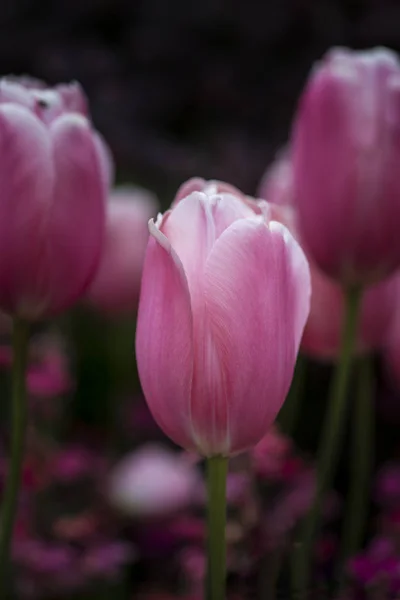 Beautiful artistic close up macro image of Spring tulip with sha — Stock Photo, Image