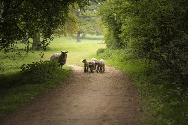 Hermosos corderos jóvenes de primavera jugando en la tierra del campo Inglés — Foto de Stock