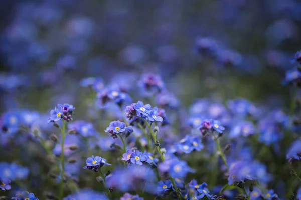 Bela imagem de esquecer-me-não Myosotis Scorpioides phlox fluxo — Fotografia de Stock