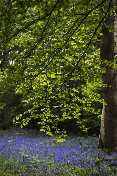 Paysage de champs peu profonds de bois de bluebell vibrants en Sp — Photo