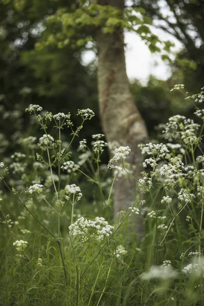 Schöne lebendige flache Schärfentiefe Landschaftsbild von engl — Stockfoto