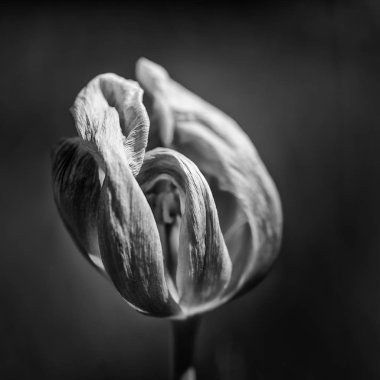 Güzel sığ derinlik çürüyen alan makro görüntünün Solana 