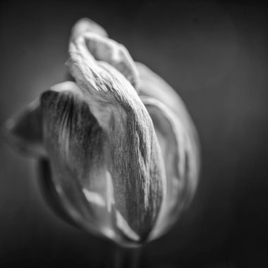 Güzel sığ derinlik çürüyen alan makro görüntünün Solana 