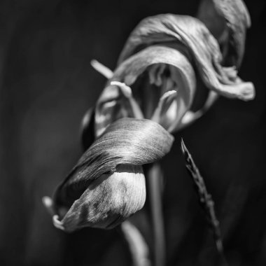 Güzel sığ derinlik çürüyen alan makro görüntünün Solana 