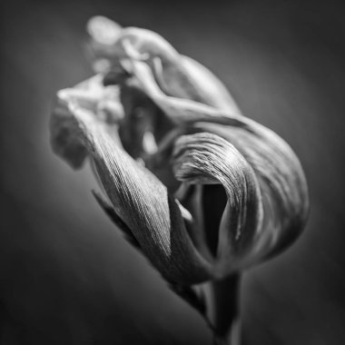 Güzel sığ derinlik çürüyen alan makro görüntünün Solana 