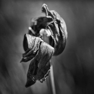 Güzel sığ derinlik çürüyen alan makro görüntünün Solana 