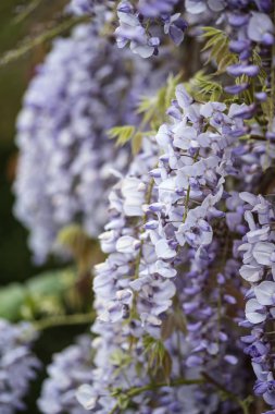 Güzel Wisteria Floribunda İngilizce eski tuğla duvar tırmanışı