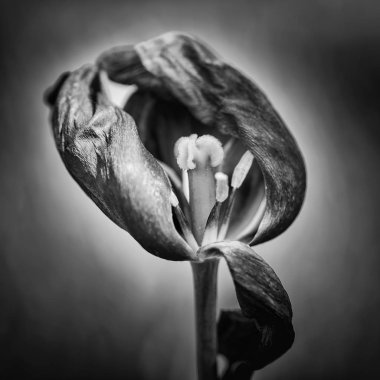 Güzel sığ derinlik çürüyen alan makro görüntünün Solana 