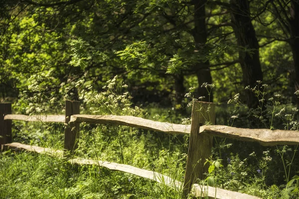 Schöne flache Schärfentiefe frische Landschaft des englischen Waldes — Stockfoto
