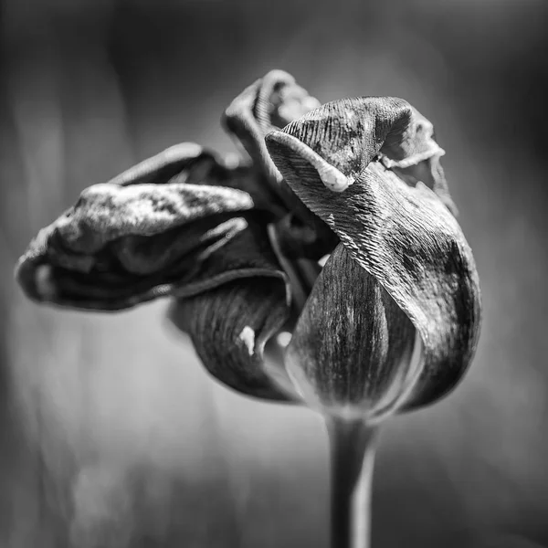 Krásné mělké hloubce ostrosti obrazu makro rozkládajících se zvadlých — Stock fotografie