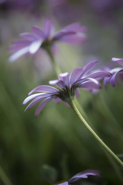 Fantastisk konstnärlig bild av Afrika Daisy med selektiv inriktning ma — Stockfoto