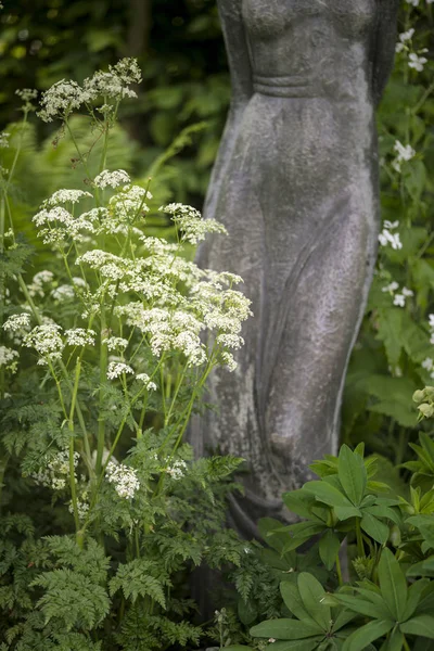 Belle image du jardin de campagne anglais avec des plantes sauvages et s — Photo