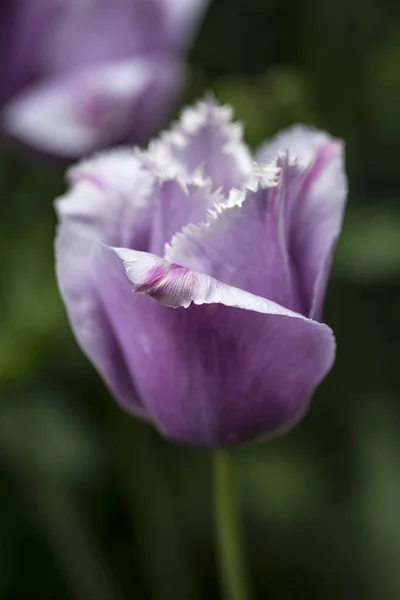 Piękny Artystyczny Zamknij się obraz makro tulipan wiosna z sha — Zdjęcie stockowe