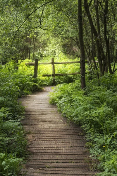 Hermosa imagen de paisaje de pasarela de madera a través de exuberante verde —  Fotos de Stock