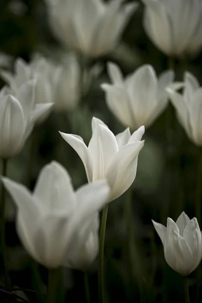 Stunning close up macro image of bright white Spring tulips — Stock Photo, Image