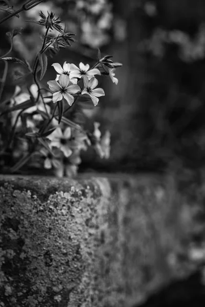 Schönes Bild von wildem blauem Phlox Blume im Frühling überquellend — Stockfoto