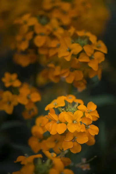 아름 다운 활기찬 오렌지 살구 트위스트 erysimum 십자화과 Spr — 스톡 사진