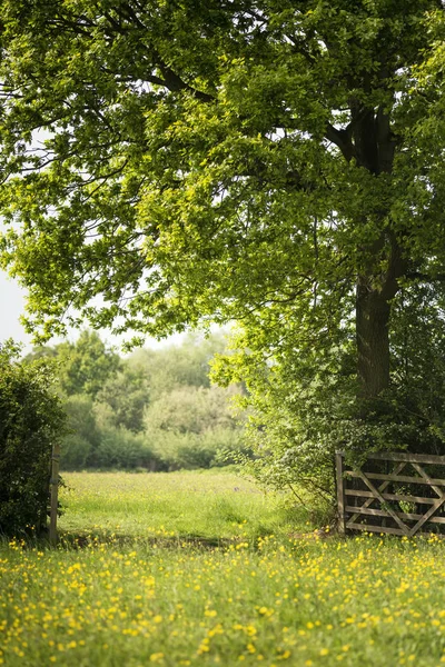 Güzel İngilizce kırsal manzara görüntüsünü Sprin çayır — Stok fotoğraf
