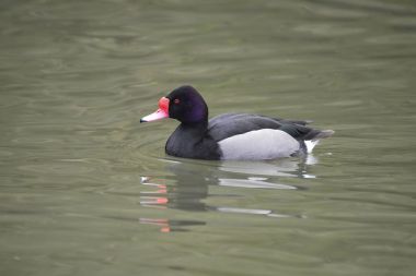 Güzel Portrait of Rosy-Billed Macar ördeği kuş Netta Peposa