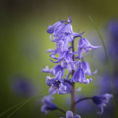 Çarpıcı makroyu yakın çiçek Hyacinthoides Hispani portresi