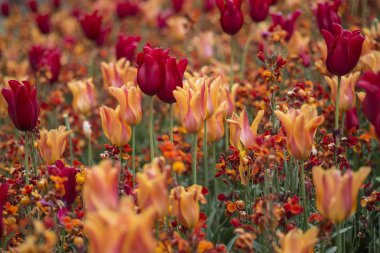 Flowe alan peyzaj görüntüsünü çarpıcı canlı sığ derinliği