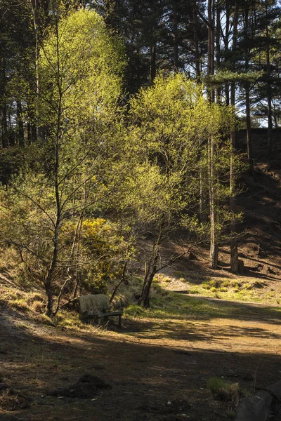 아름 다운 활기찬 풍경 이미지의 오래 된 c 벤치 호반 — 스톡 사진